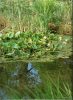 Éri István: Fertő-Hanság Nemzeti Park